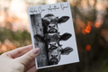 Cow Birthday Card