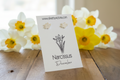 December Birth Flower Stud Earrings - Narcissus Stud Earrings